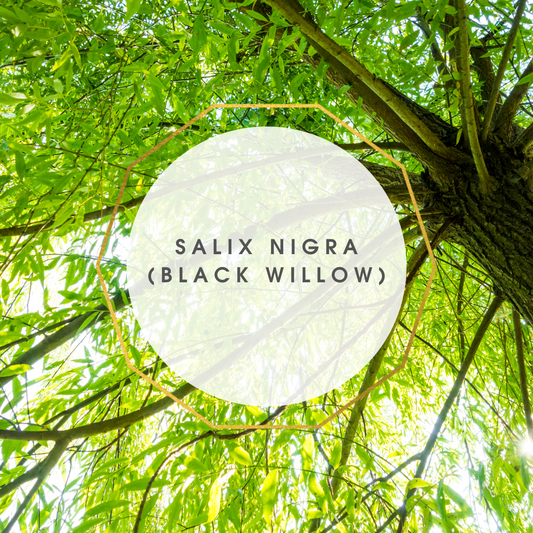 Salix nigra (Black Willow)