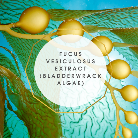 Fucus vesiculosus extract (Bladderwrack Algae)