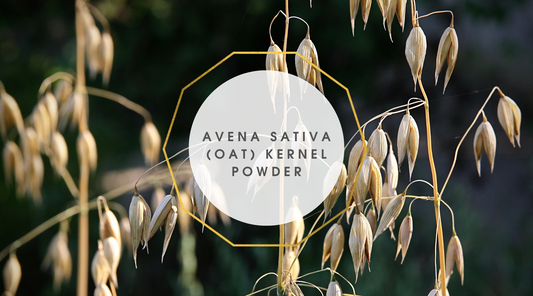 Avena Sativa (Oat) Kernel Powder