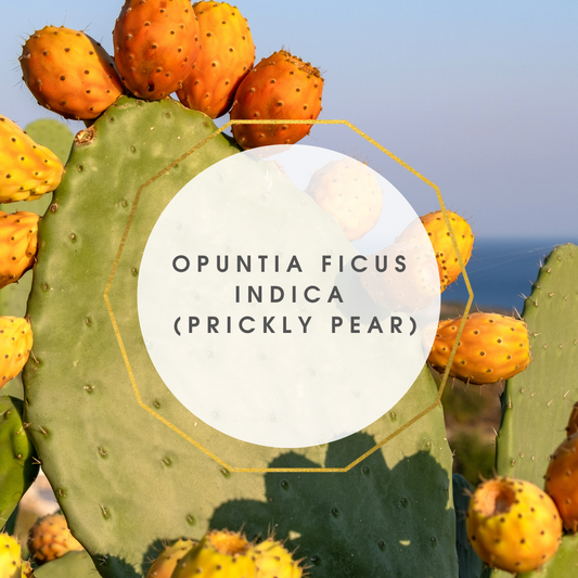 Opuntia Ficus Indica (Prickly Pear)