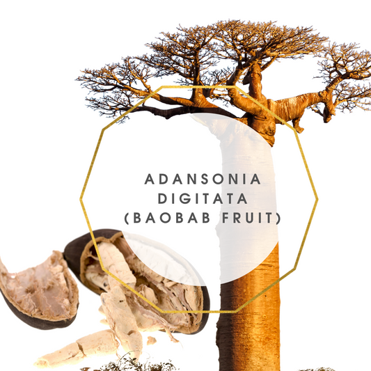 Adansonia digitata (Baobab FRUIT)